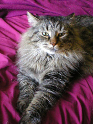 Maine Coon